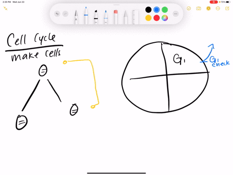 in-which-phase-of-the-cell-cycle-are-chromosomes-replicated-a-g_1-phase-b-s-phase-c-m-phase-d-mathrm