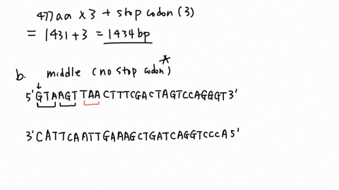 the-yeast-gene-encoding-a-protein-found-in-the-mitotic-spindle-was-cloned-by-a-laboratory-studying-m