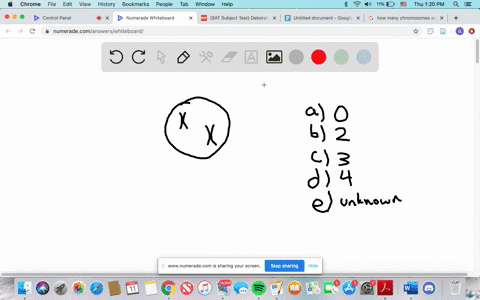 questions-8-9-how-many-chromosomes-are-in-this-cell-a-0-b-2-c-3-d-4-e-cannot-be-determined