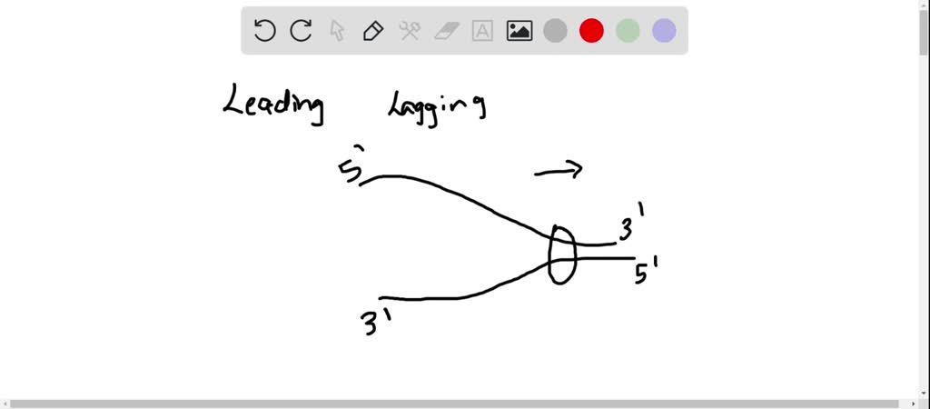 SOLVED:In Figure 12.8 , which is the leading strand and which is the