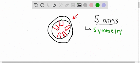 SOLVED:Study the illustration of the progression of development of arms ...