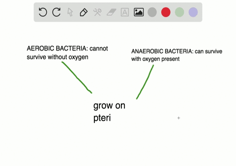 which-of-the-following-can-grow-in-a-petri-plate-on-a-laboratory-table-a-an-anaerobic-bacterium-c-vi