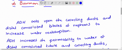 from-which-part-of-nephron-adh-stimulates-reabsorption-of-water-and-electrolyte-a-pct-b-mathrmhl-c-d