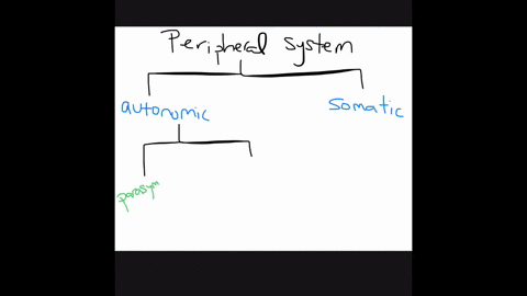 skeletal-muscles-are-controlled-by-___________-a-sympathetic-signals-b-parasympathetic-signals-c-som