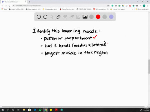 what-is-the-largest-muscle-in-the-lower-leg-a-soleus-b-gastrocnemius-c-tibialis-anterior-d-tibialis-