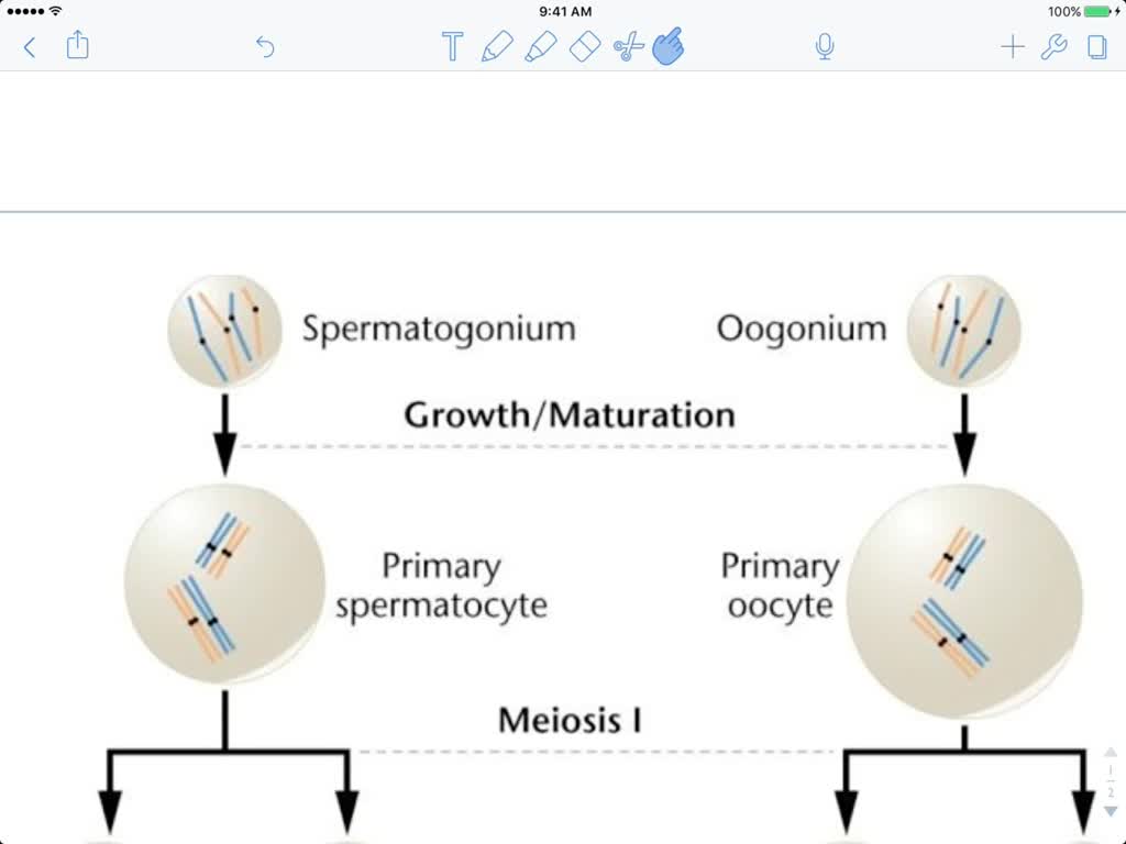 SOLVED:Why Is Nondisjunction More Common In Oogenesis Than In ...