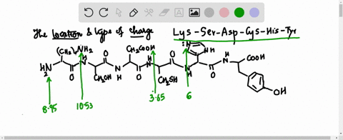 identify-the-location-and-type-of-charge-on-the-hexapeptide-lys-ser-asp-cys-his-tyr-at-each-of-the-2