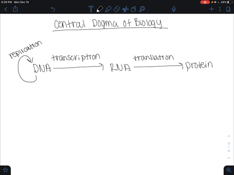 where-does-translation-take-place-in-a-eukaryotic-cell-a-nucleus-b-ribosome-c-cytoplasm-d-b-and-c--3