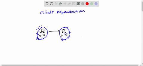 to-reproduce-sexually-two-ciliates-join-and-____________-a-exchange-micronuclei-b-form-spores-c-emit