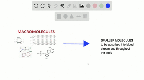 the-products-of-digestion-are-a-large-macromolecules-needed-by-the-body-b-enzymes-needed-to-digest-f