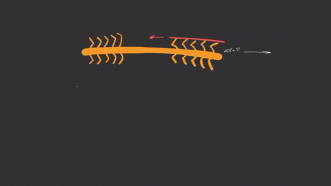 as-adp-and-are-released-from-a-myosin-head-a-actin-filaments-move-toward-the-h-zone-b-myosin-cross-b