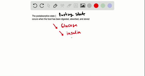 during-the-postabsorptive-state-a-glucose-is-the-major-metabolic-fuel-b-glucagon-stimulates-the-live
