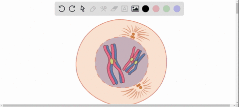 chiasmata-a-form-during-metaphase-ii-of-meiosis-b-occur-between-two-nonhomologous-chromosomes-c-re-4