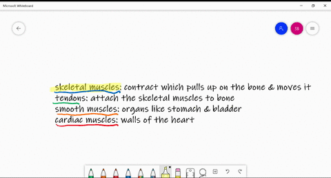 bones-move-when-_____-contract-a-cardiac-muscles-b-skeletal-muscles-c-smooth-muscles-d-tendons