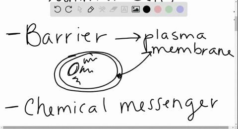 what-are-the-three-main-biochemical-functions-of-lipids