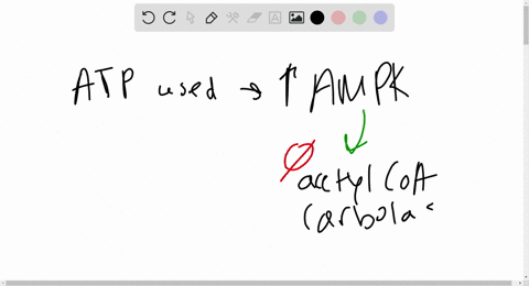 burning-fats-how-does-the-activation-of-amp-activated-protein-kinase-ampk-during-aerobic-exercise-fo