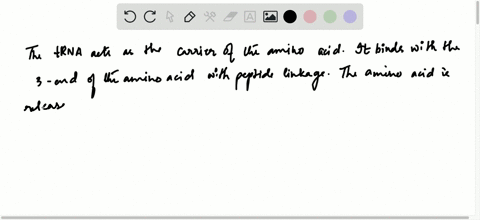 describe-in-words-the-role-in-protein-synthesis-of-transfer-rna-trna