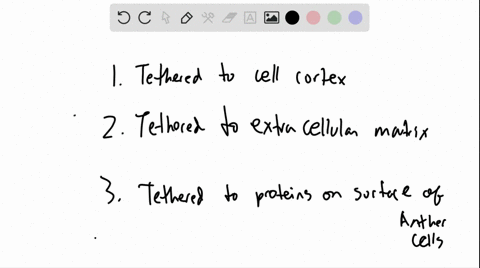 describe-the-different-methods-that-cells-use-to-restrict-proteins-to-specific-regions-of-the-plasma