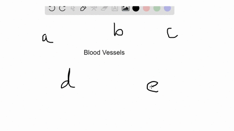match-the-descriptions-to-the-blood-vessels-in-the-key-some-answers-may-be-used-more-than-once-a-v-7