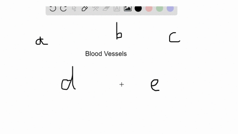 match-the-descriptions-to-the-blood-vessels-in-the-key-some-answers-may-be-used-more-than-once-a-v-8