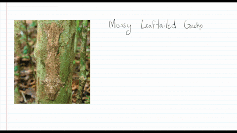 can-you-pick-out-the-mossy-leaftailed-gecko-lying-against-the-tree-trunk-in-this-photo-how-is-the-ap