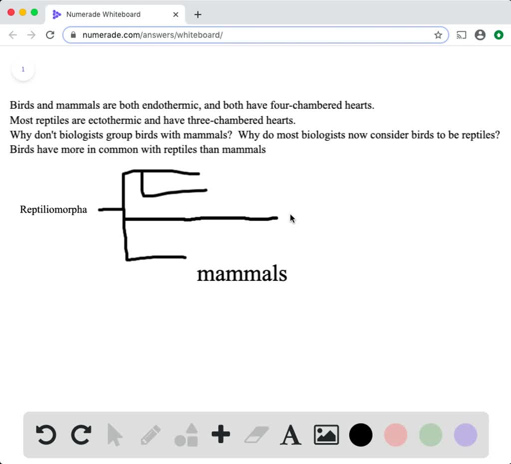 SOLVED:Birds and mammals are both endothermic, and both have four