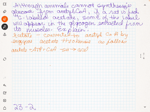 although-animals-cannot-synthesize-glucose-from-acetylcoa-if-a-rat-is-fed-14-mathrmc-labeled-acetate