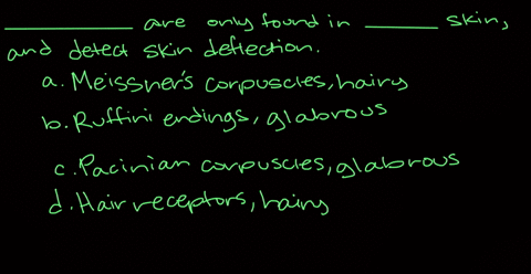 ______-are-found-only-in-______-skin-and-detect-skin-deflection-a-meissnerss-corpuscles-hairy-b-ruff