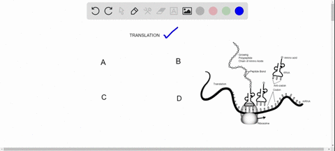 the-anticodon-of-a-particular-trna-molecule-is-a-complementary-to-the-corresponding-mrna-codon-b-com