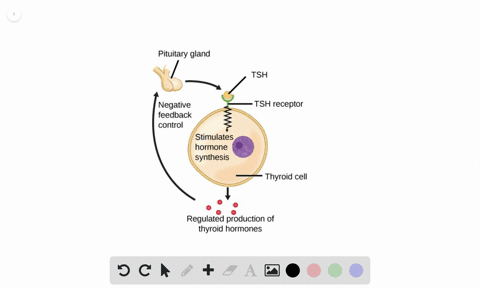 thyroid hormone synthesis animation tutoring clipart