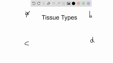 which-of-the-following-is-not-one-of-the-four-basic-types-of-tissue-of-the-adult-vertebrate-body-a-n