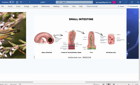 if-an-intestinal-cell-in-a-grasshopper-contains-24-chromosomes-then-a-grasshopper-sperm-cell-contain