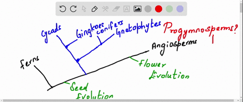 where-would-you-place-the-progymnosperms-on-figure-28-2-explain-your-reasoning-2