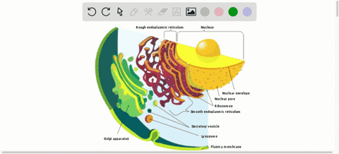 Chapter 3, The Cellular Level of Organization Video Solutions, Anatomy ...