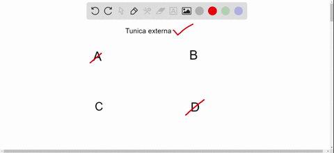 the-diagram-shows-a-cross-section-of-an-artery-and-vein-what-is-the-function-of-the-tunica-externa-a