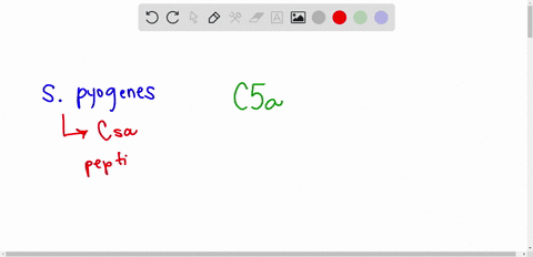 the-csa-peptidase-enzyme-of-streptococcus-pyogenes-breaks-down-c5a-resulting-in-a-lysis-of-the-strep