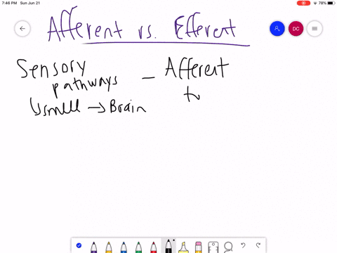 sensory-fibers-or-pathways-are-referred-to-as-afferent-motor-fibers-or-pathways-are-referred-to-as-e