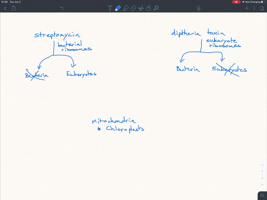 SOLVED The Antibiotic Streptomycin Kills Bacterial Cells But Not 