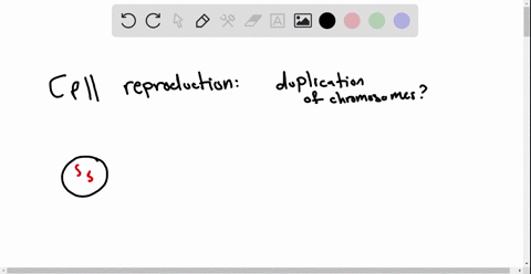 chromosomes-are-duplicated-during-what-stage-of-the-cell-cycle-a-gi-phase-b-s-phase-c-prophase-d-pro