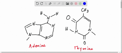 in-dna-how-many-hydrogen-bonds-form-between-adenine-and-thymine-173