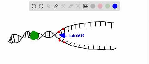 Chapter 11, DNA Replication and Recombination Video Solutions, Concepts of  Genetics | Numerade