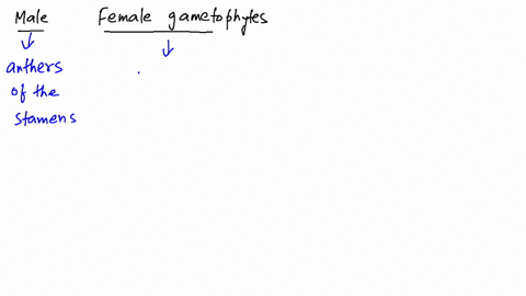 how-do-the-male-and-female-gametophyte-generations-differ-in-seed-plants