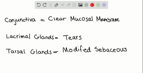 accessory-glands-that-produce-an-oily-secretion-are-the-a-conjunctiva-b-lacrimal-glands-c-tarsal-gla
