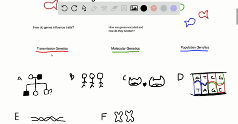 for-each-of-the-following-genetic-topics-indicate-whether-it-focuses-on-transmission-genetics-molecu