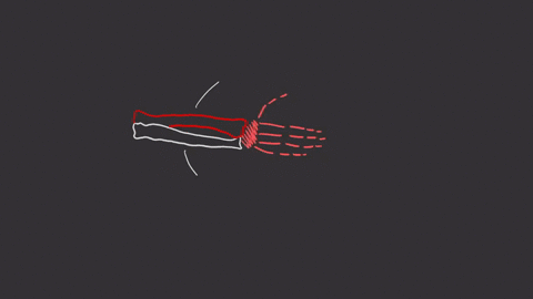 the-forearm-consists-of-the-a-radius-and-ulna-b-radius-and-humerus-c-ulna-and-humerus-d-humerus-and-