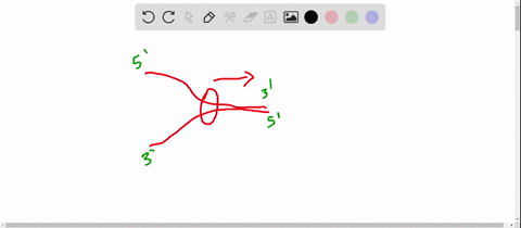 the-discontinuous-strand-during-dna-replication