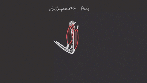 give-an-example-to-show-that-skeletal-muscles-work-in-antagonistic-pairs-explain-page-255
