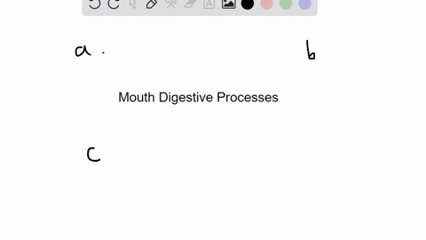 which-of-these-processes-occurs-in-the-mouth-a-ingestion-b-mechanical-digestion-c-chemical-digestion