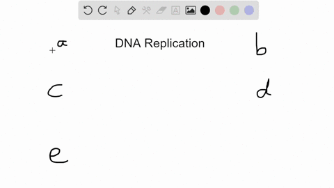 during-replication-dna-is-synthesized-in-a-5prime-rightarrow-3prime-direction-this-implies-that-a--2