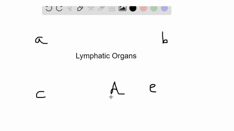 identify-the-lymphatic-organ-in-the-key-that-matches-the-description-some-answers-may-be-used-more-3